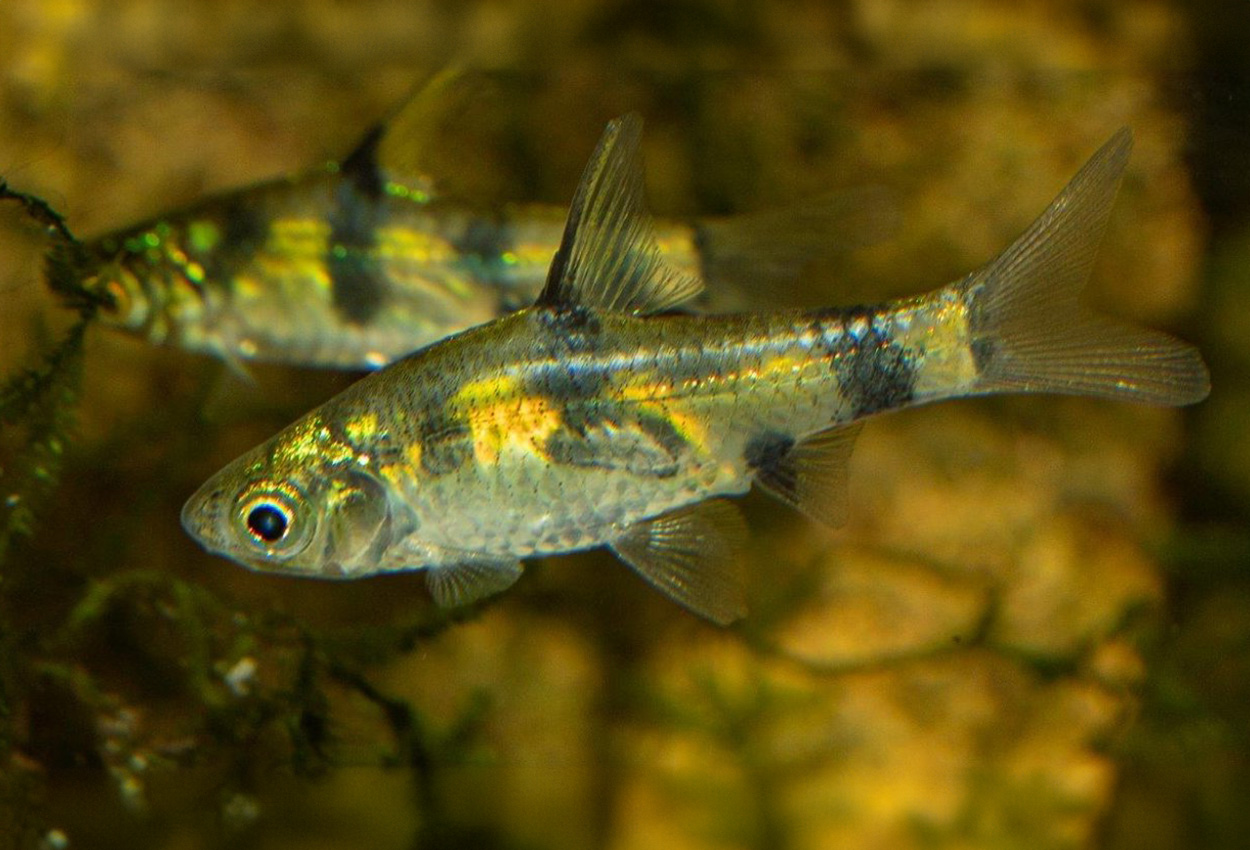 Foto på fisken Pethia  canius