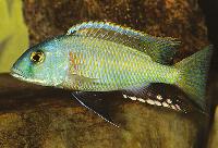 <i>Buccochromis nototaenia</i> 