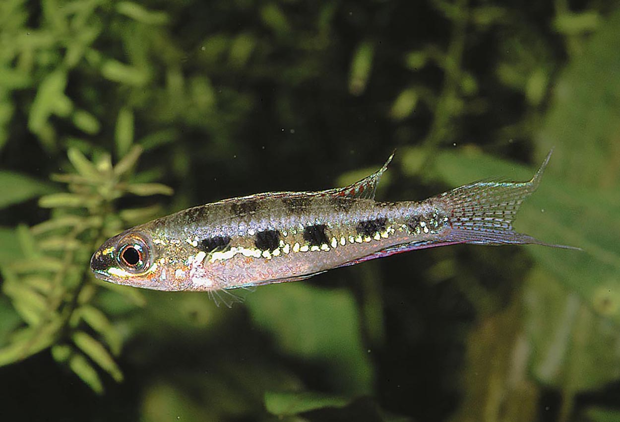 Foto på fisken Dicrossus filamentosus