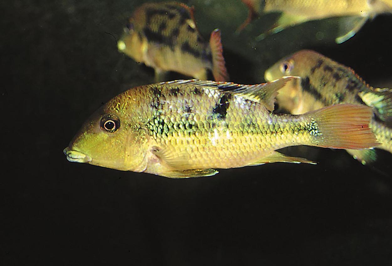 Foto på fisken Geophagus pellegrini