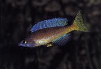 <i>Cyprichromis microlepidotus</i>, Burundi (hane)