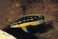 <i>Julidochromis ornatus</i>, Kapampa