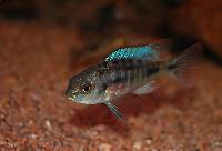 <i>Ptyochchromis fischeri</i>