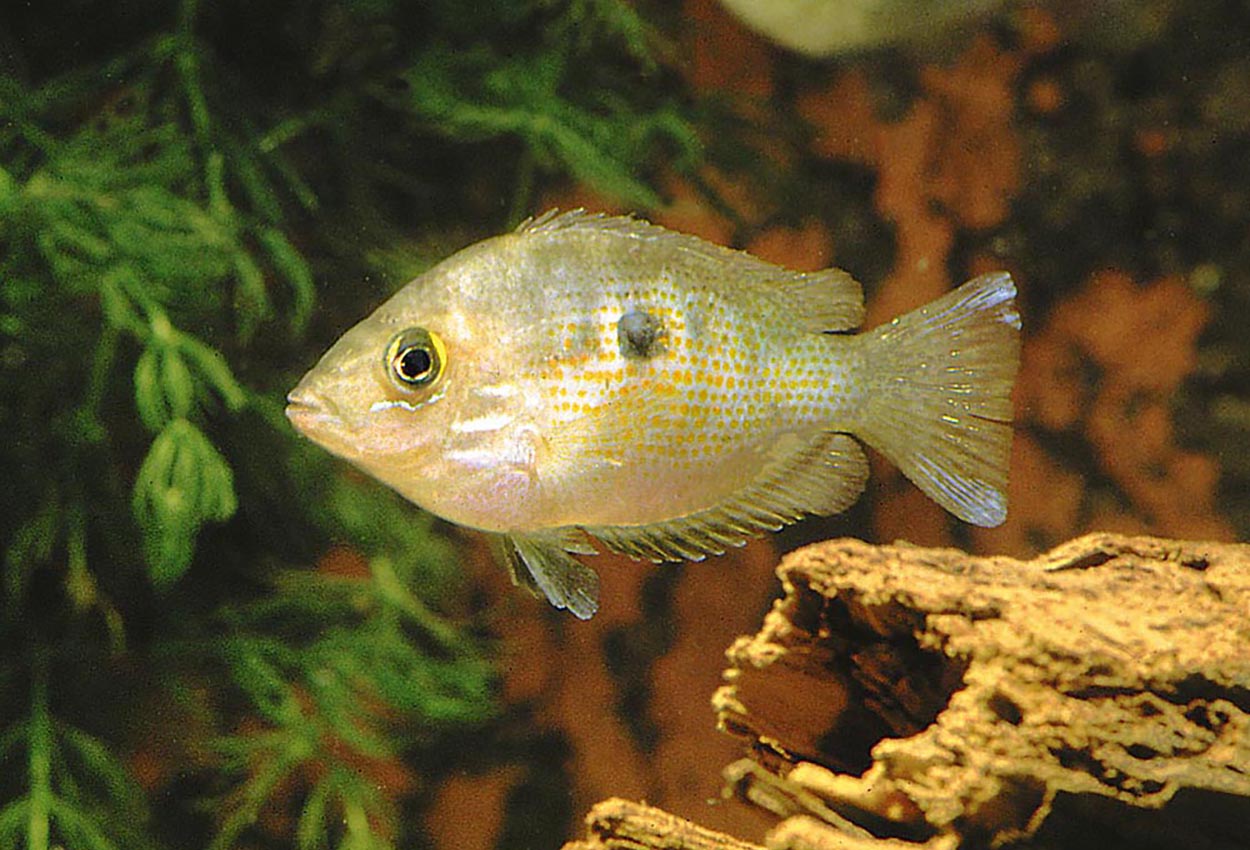 Foto på fisken Etroplus maculatus
