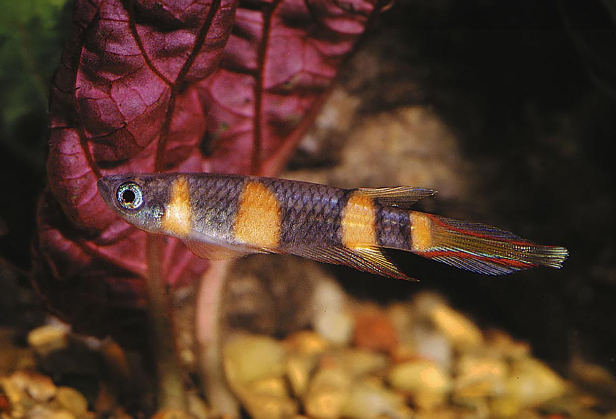 Foto på fisken Epiplatys annulatus