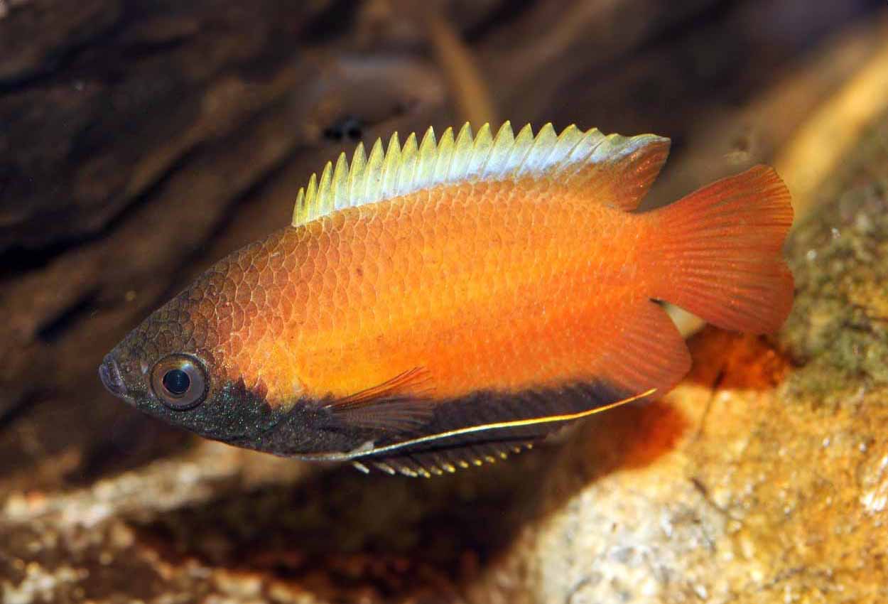 Foto på fisken Trichogaster chuna