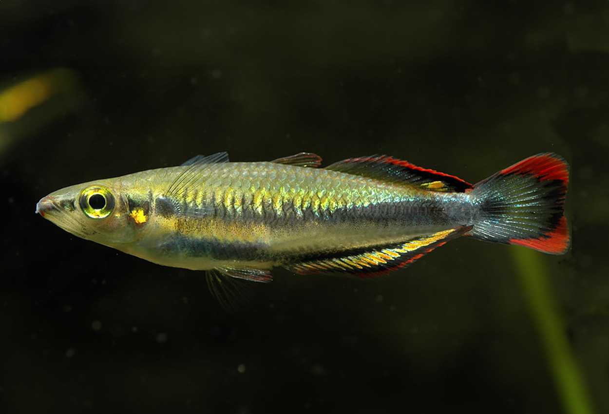 Foto på fisken Bedotia madagascariensis