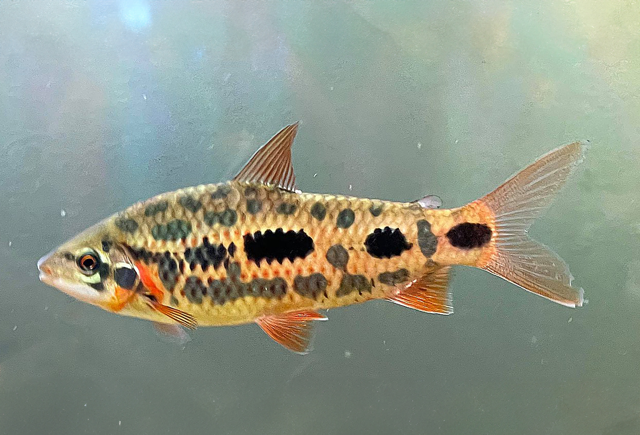 Foto på fisken Leporinus sp. 'strawberry'
