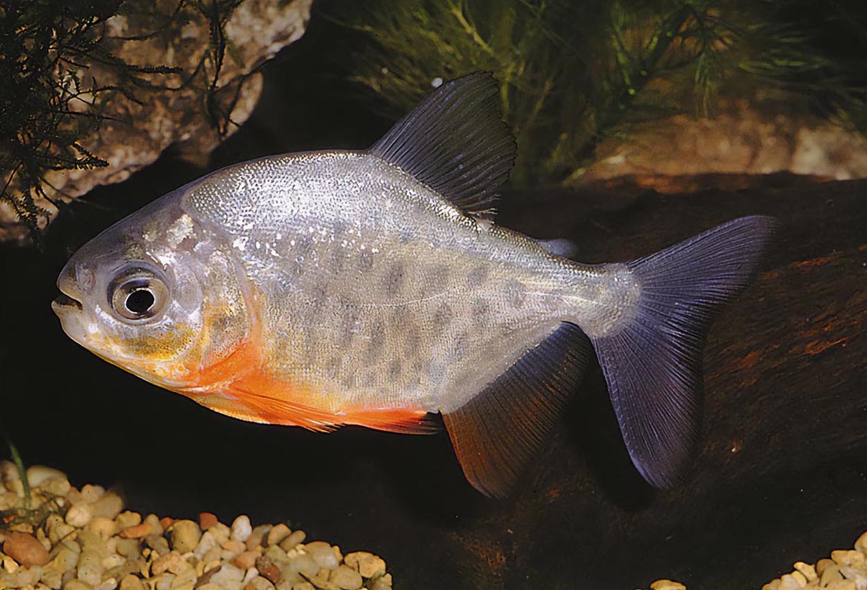 Foto på fisken Piaractus brachypomus