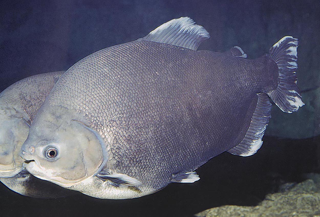Foto på fisken Colossoma macropomum