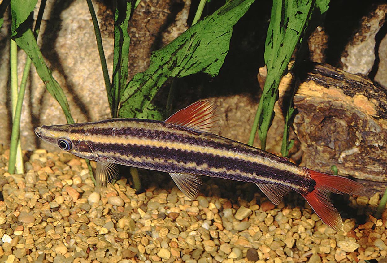Foto på fisken Anostomus anostomus