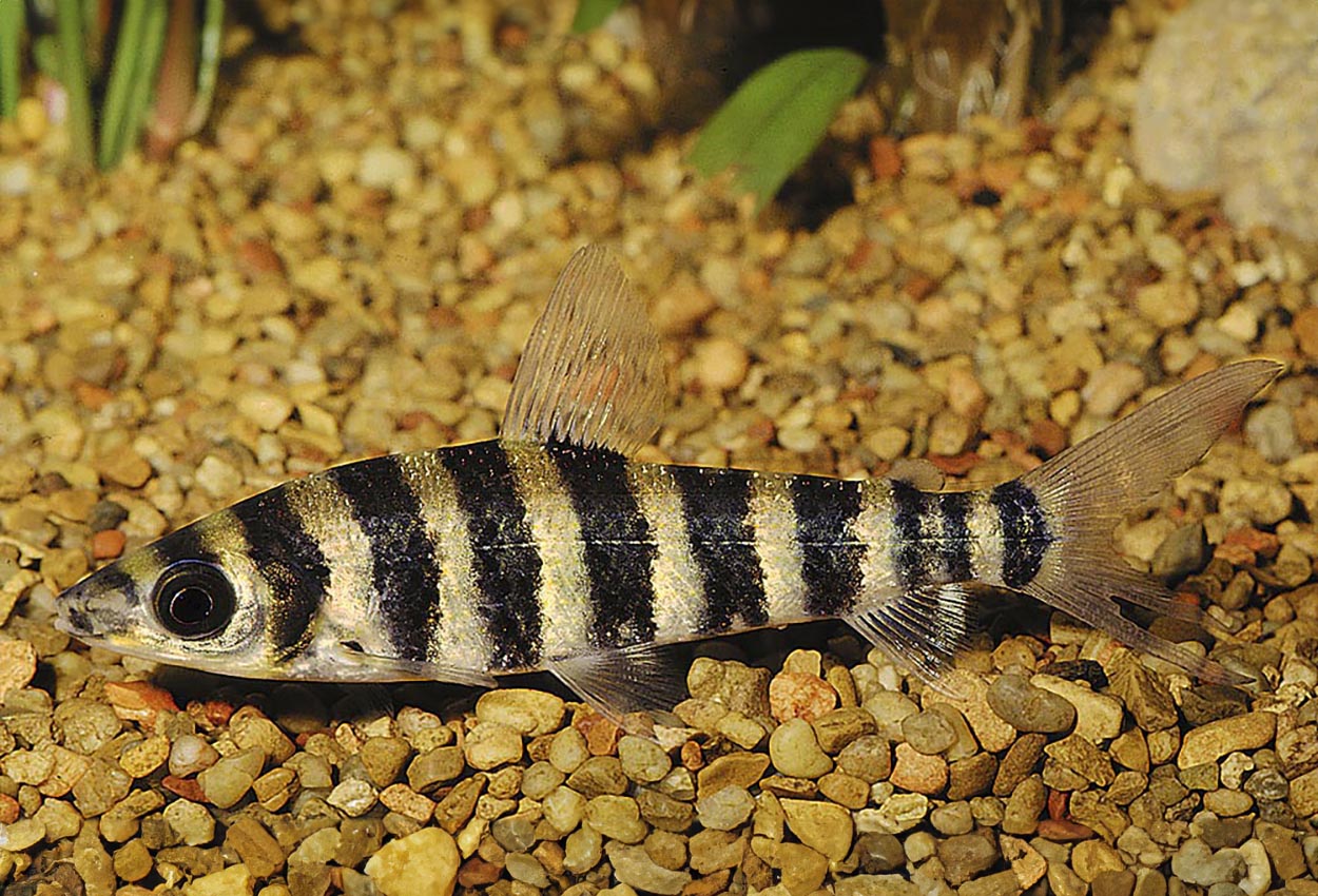 Foto på fisken Leporinus fasciatus