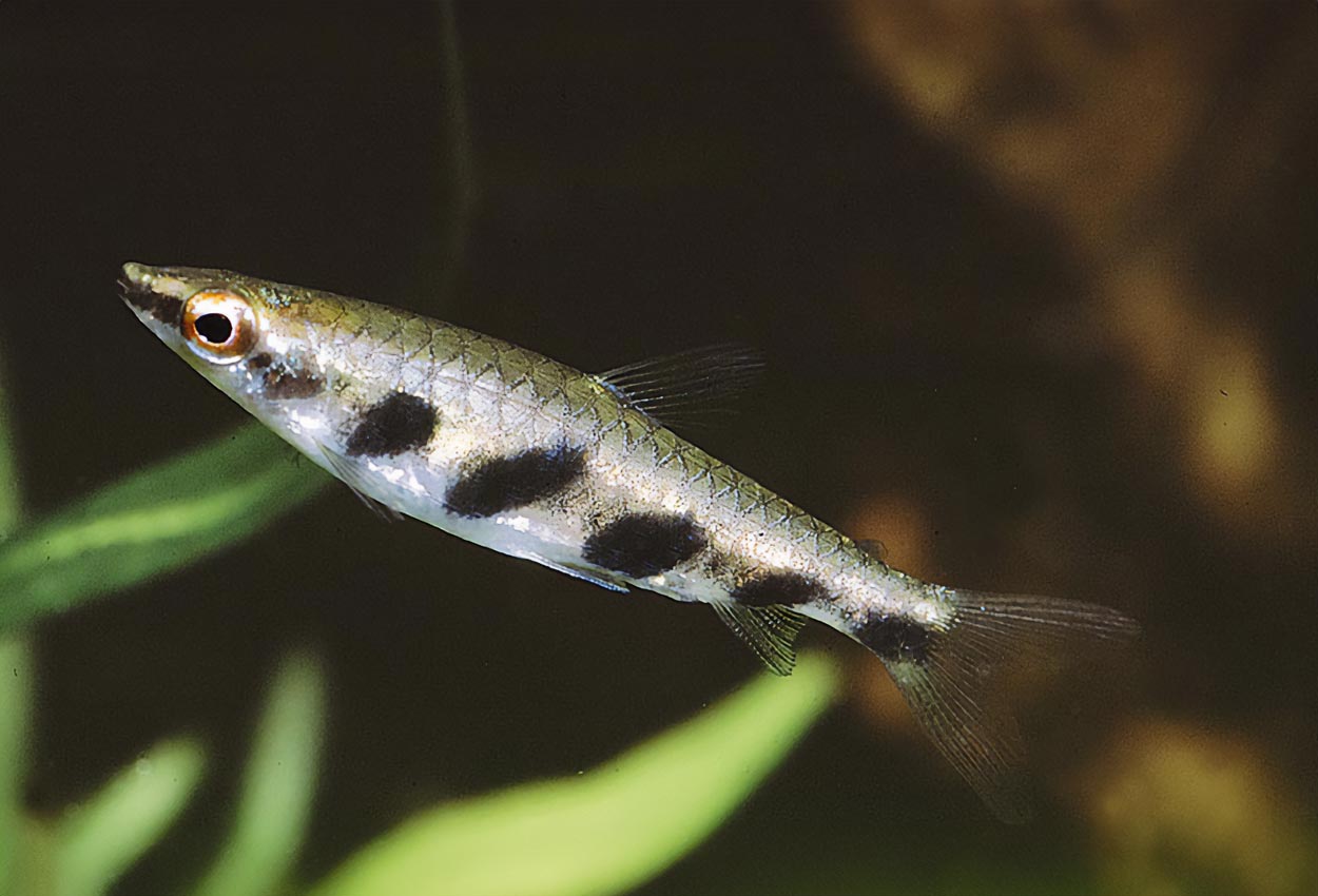 Foto på fisken Nannostomus espei