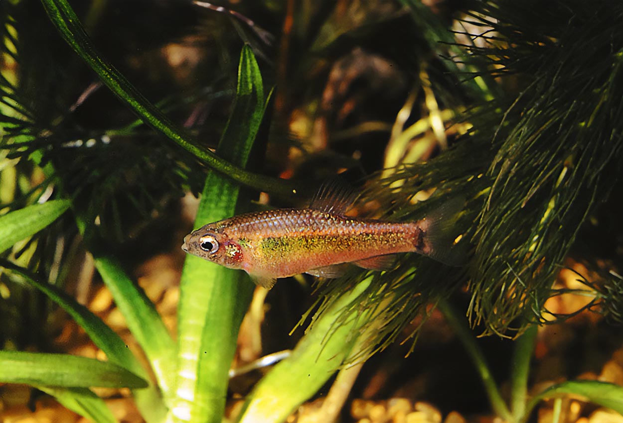 Foto på fisken Neolebias ansorgii