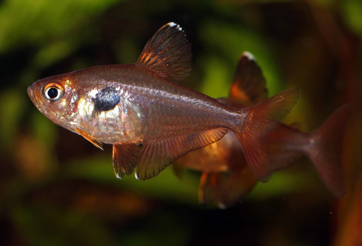 Foto på fisken Hyphessobrycon sweglesi