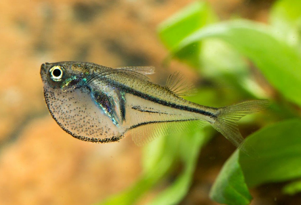 Foto på fisken Carnegiella  myersi