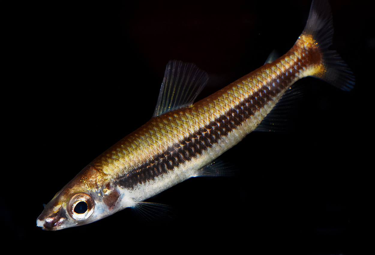 Foto på fisken Nannocharax latifasciatus