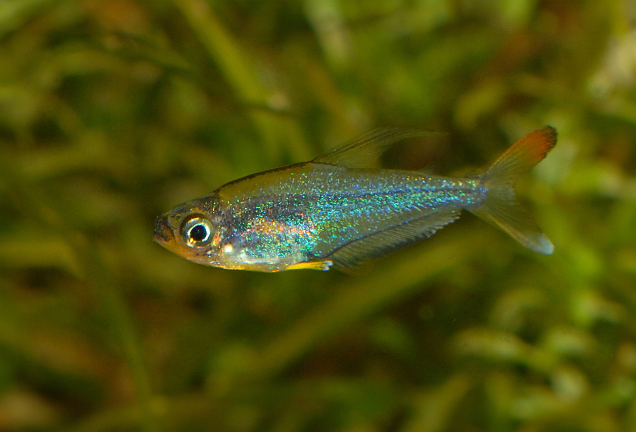 Foto på fisken Trochilocharax ornatus