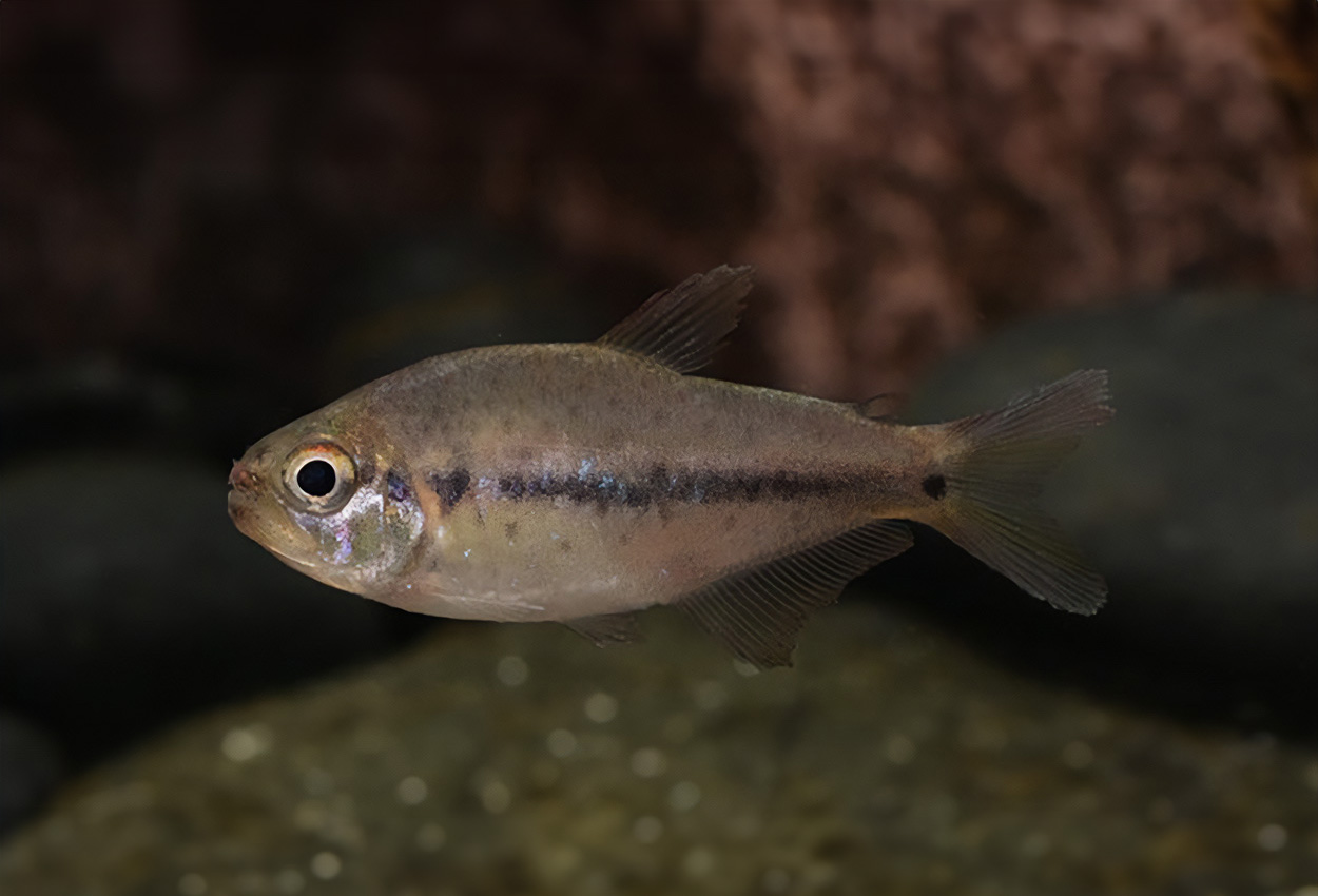 Foto på fisken Pseudochalceus kyburzi
