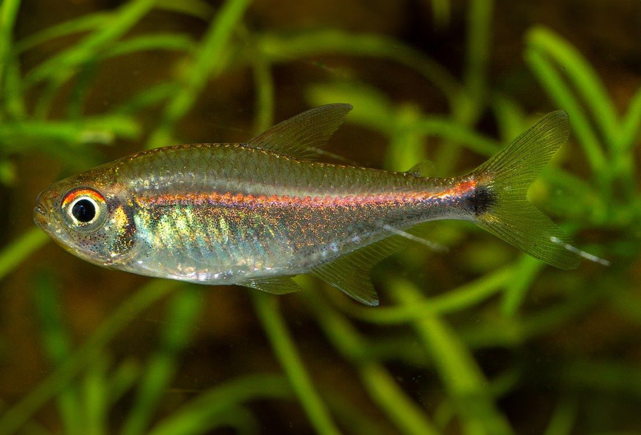 Foto på fisken Hemigrammus rubrostriatus