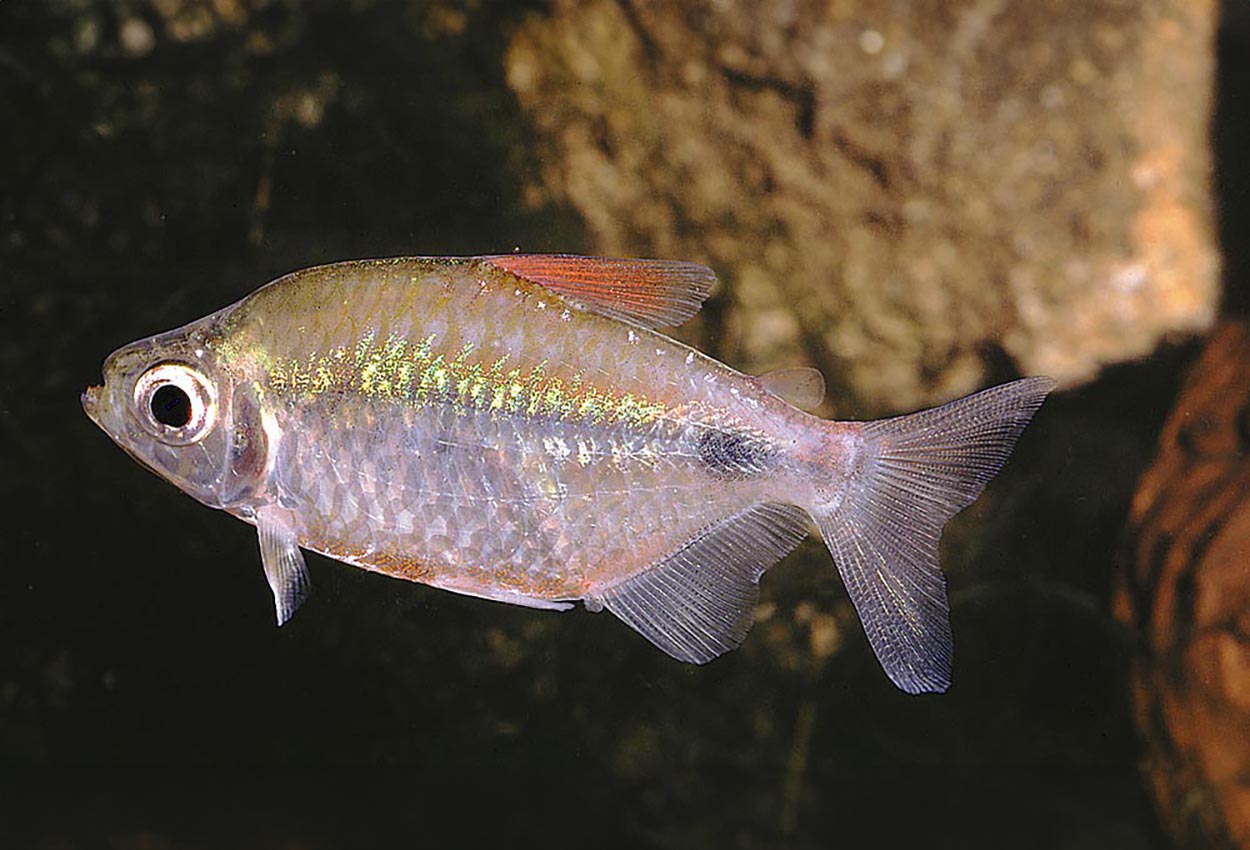 Foto på fisken Bathyaethiops caudomaculatus