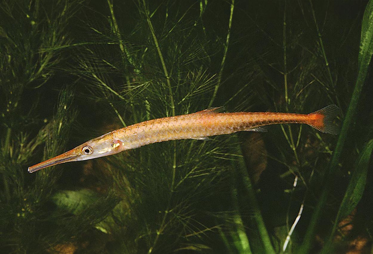 Foto på fisken Belonophago tinanti