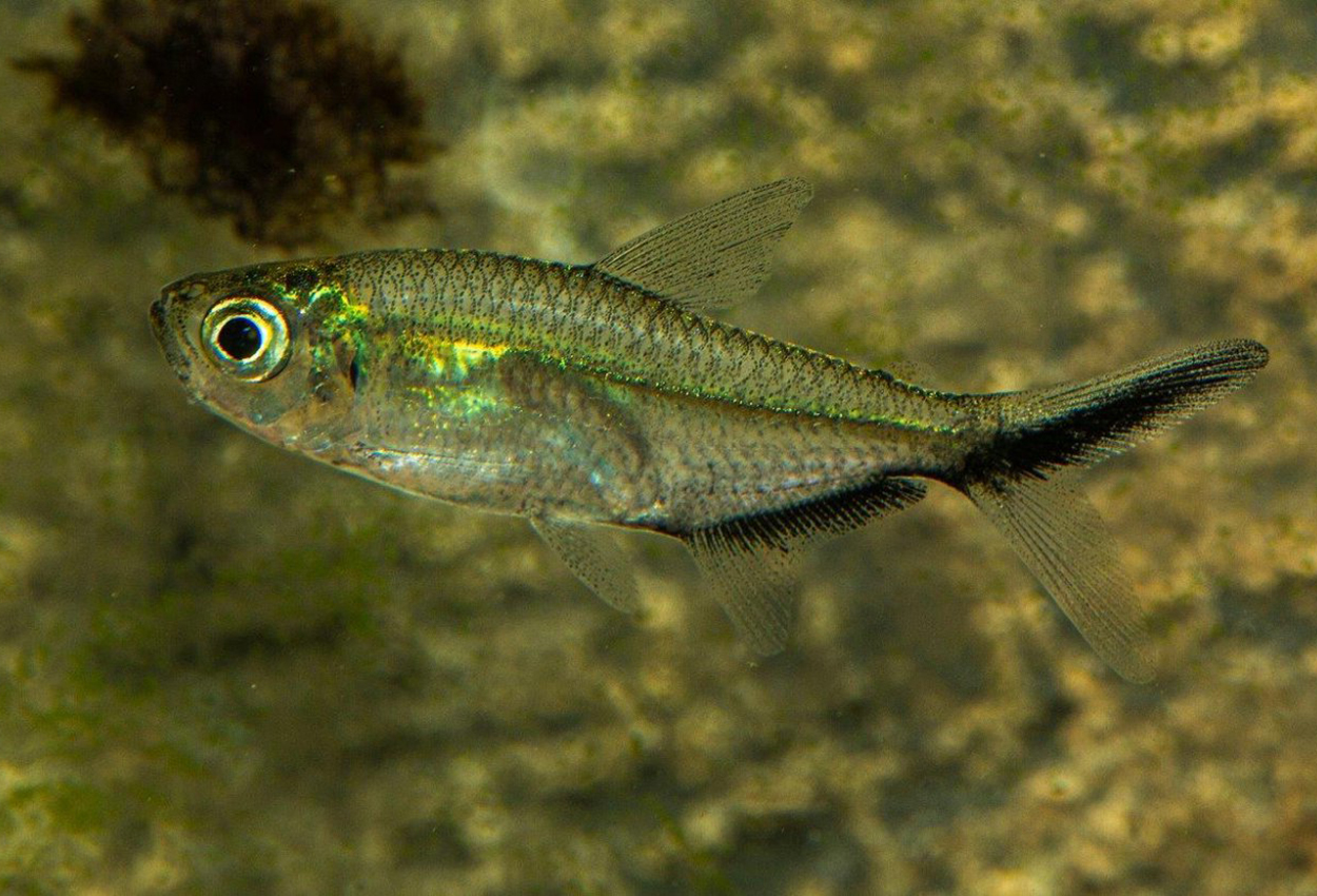 Foto på fisken Moenkhausia costae