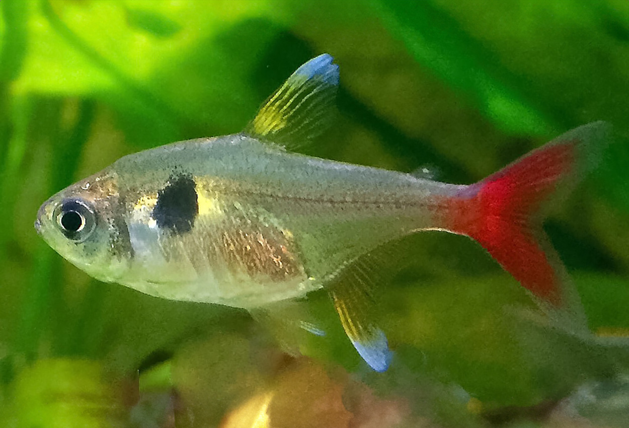 Foto på fisken Hyphessobrycon roseus