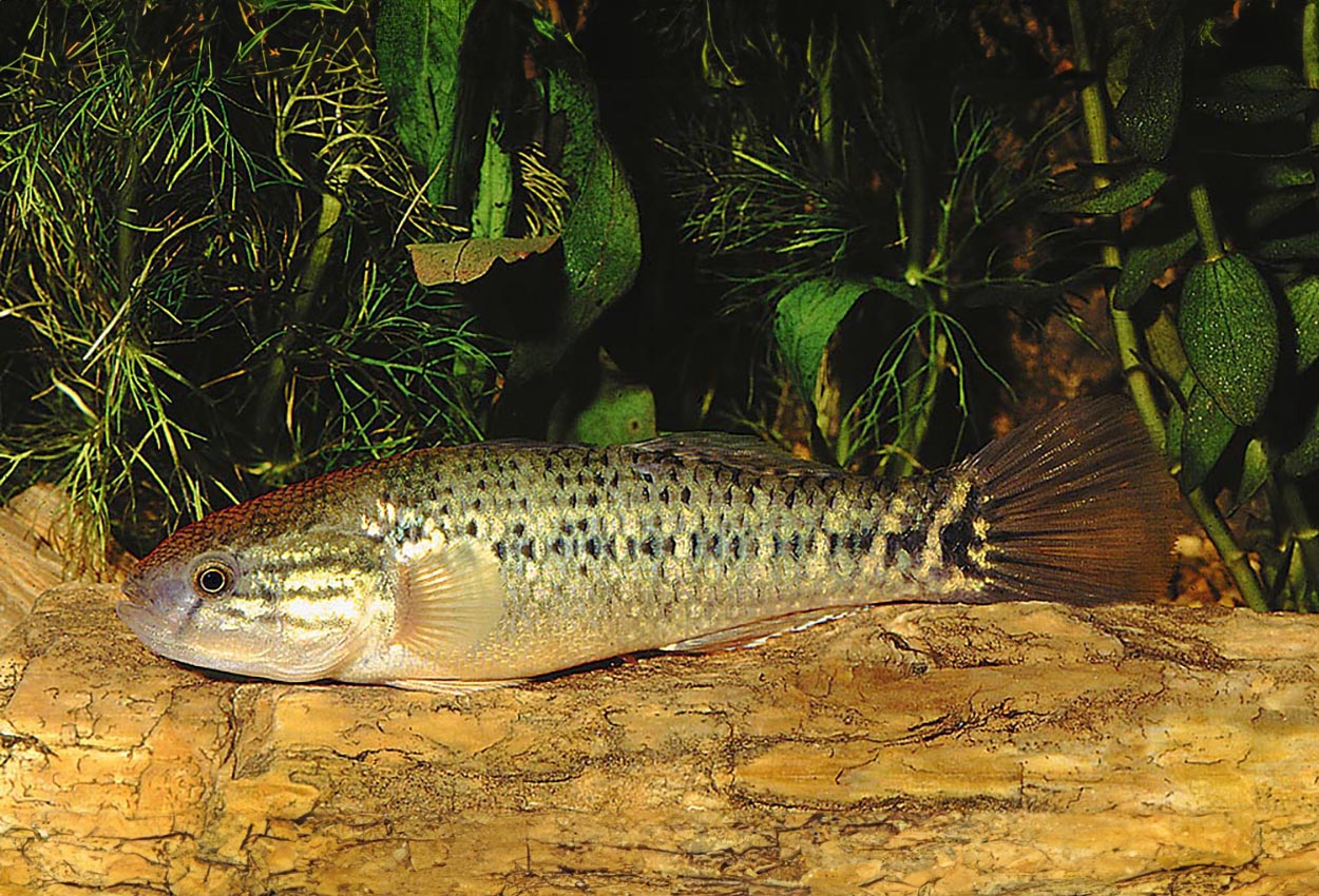Foto på fisken Dormitator maculatus