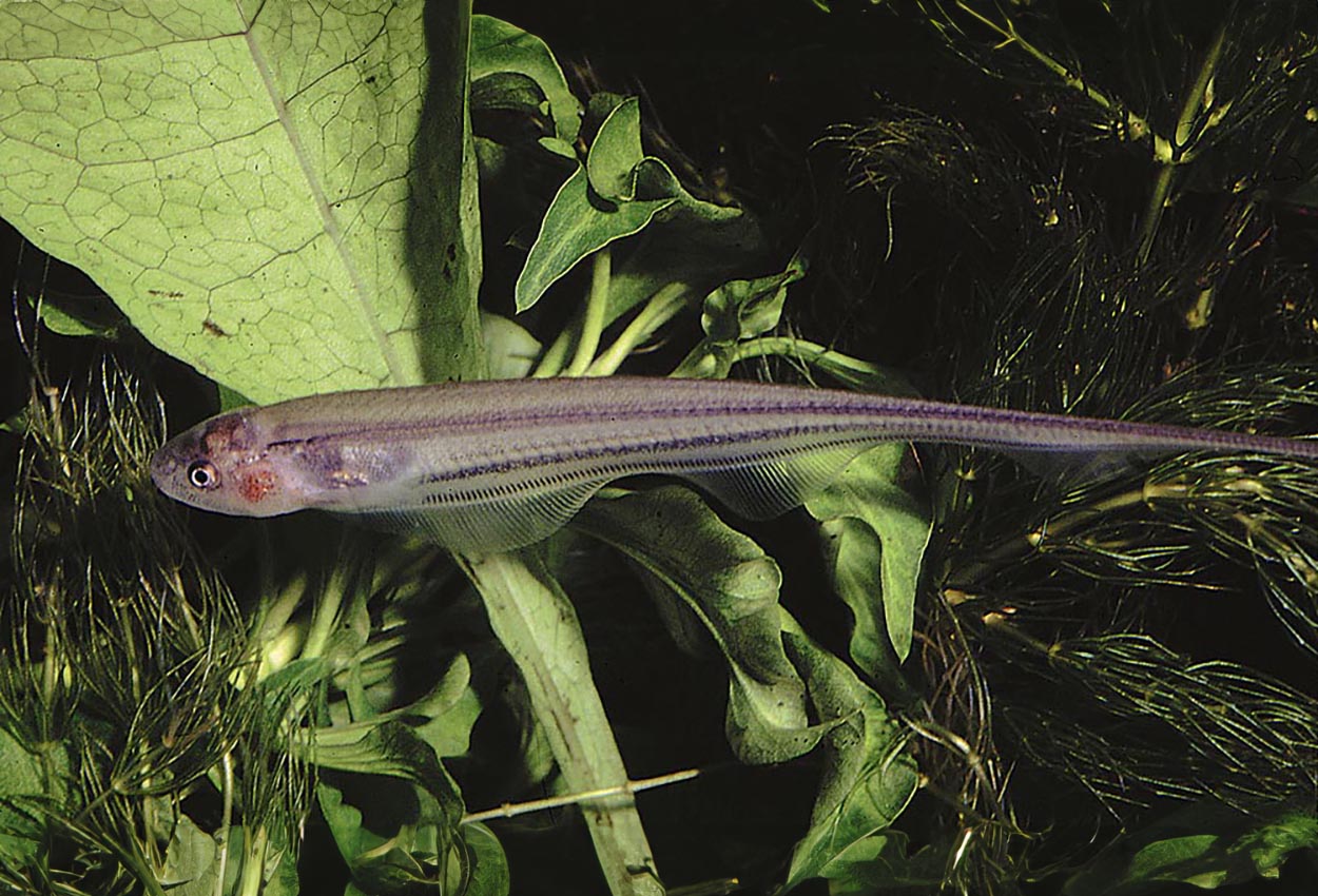 Foto på fisken Eigenmannia virescens