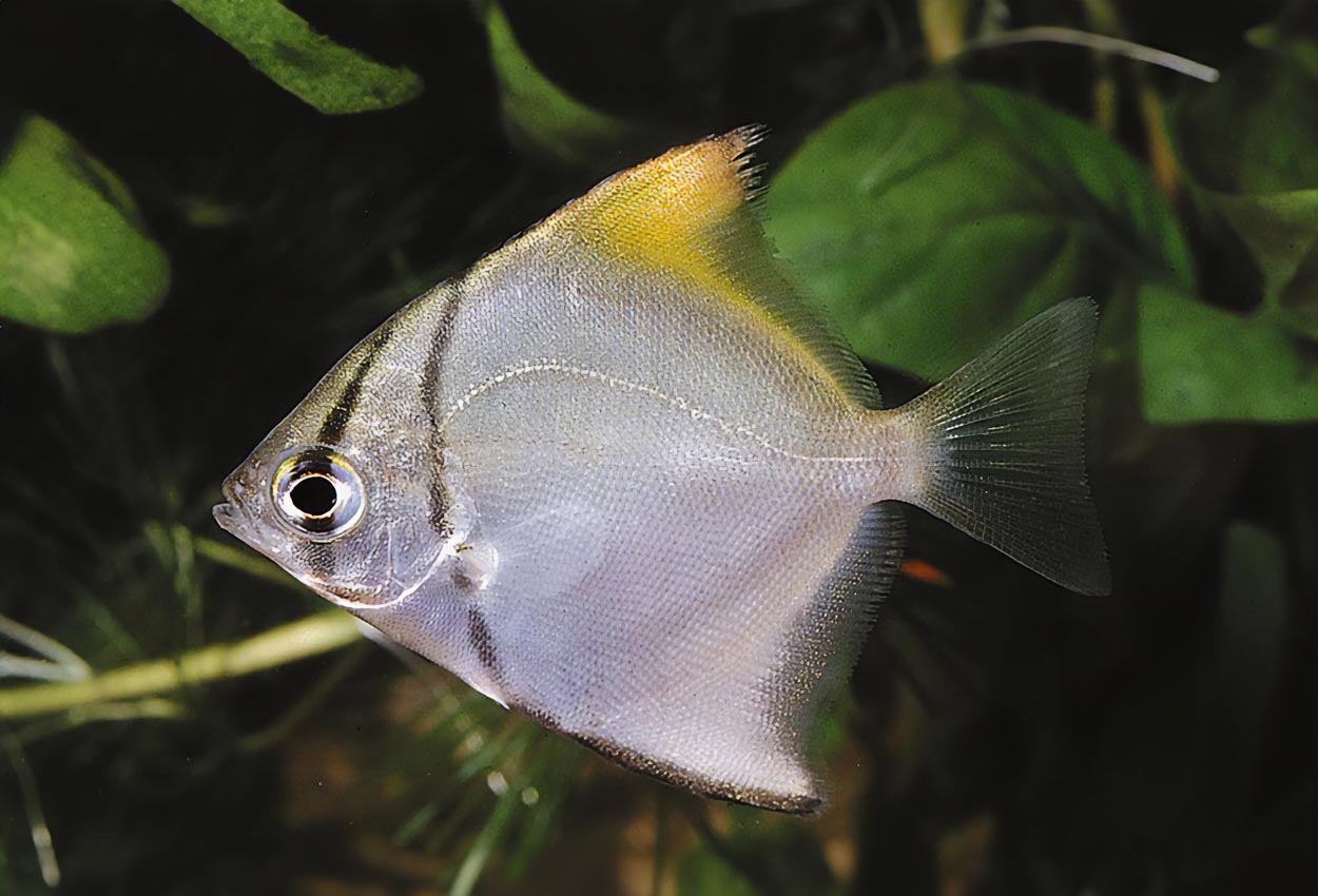 Foto på fisken Monodactylus argenteus