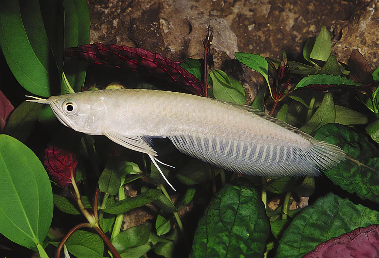 Foto på fisken Osteoglossum bicirrhosum