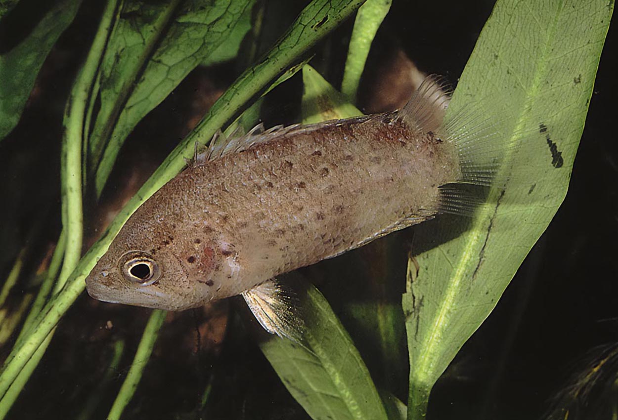 Foto på fisken Polycentrus schomburgkii