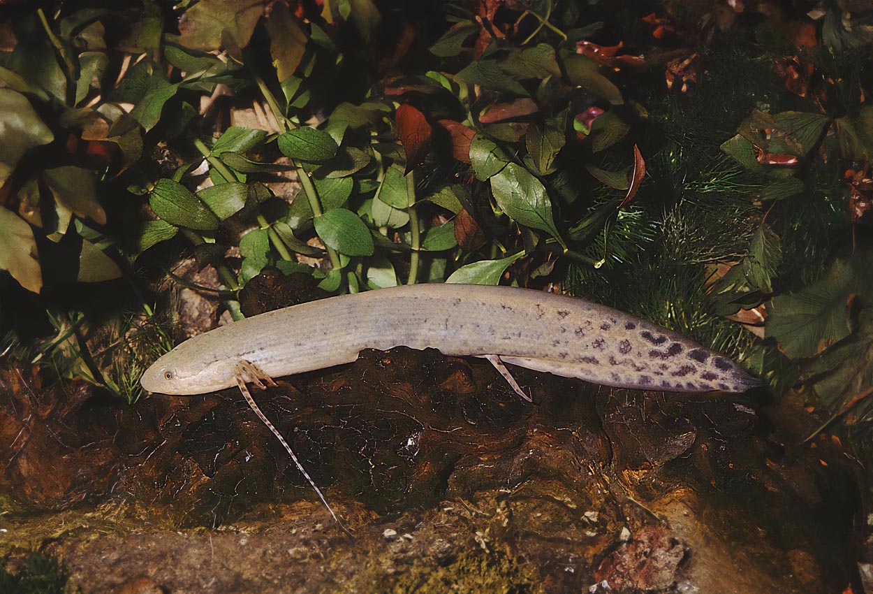 Foto på fisken Protopterus annectens