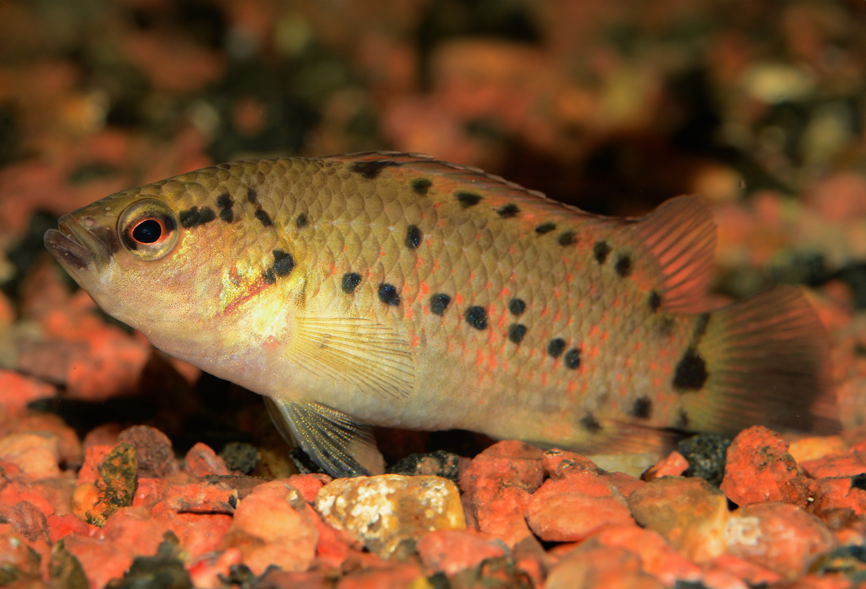 Foto på fisken Badis assamensis