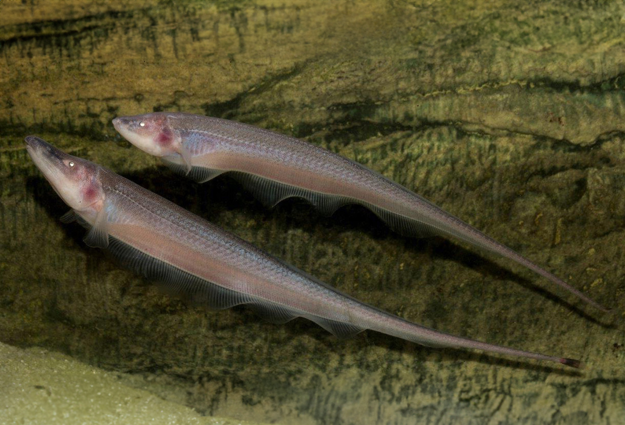 Foto på fisken Compsaraia samueli
