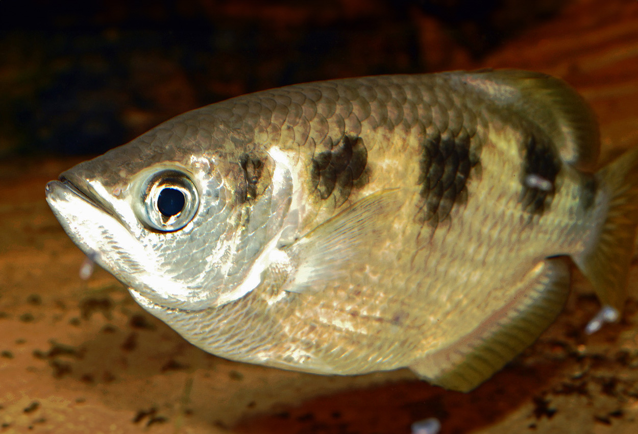 Foto på fisken Toxotes chatareus