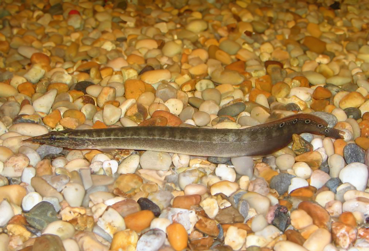Foto på fisken Macrognathus siamensis