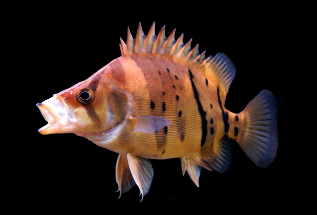 Foto på fisken Datnioides microlepis