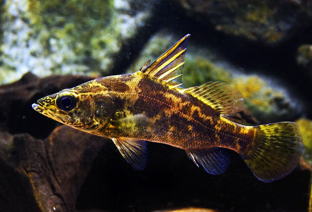 Foto på fisken Lates niloticus