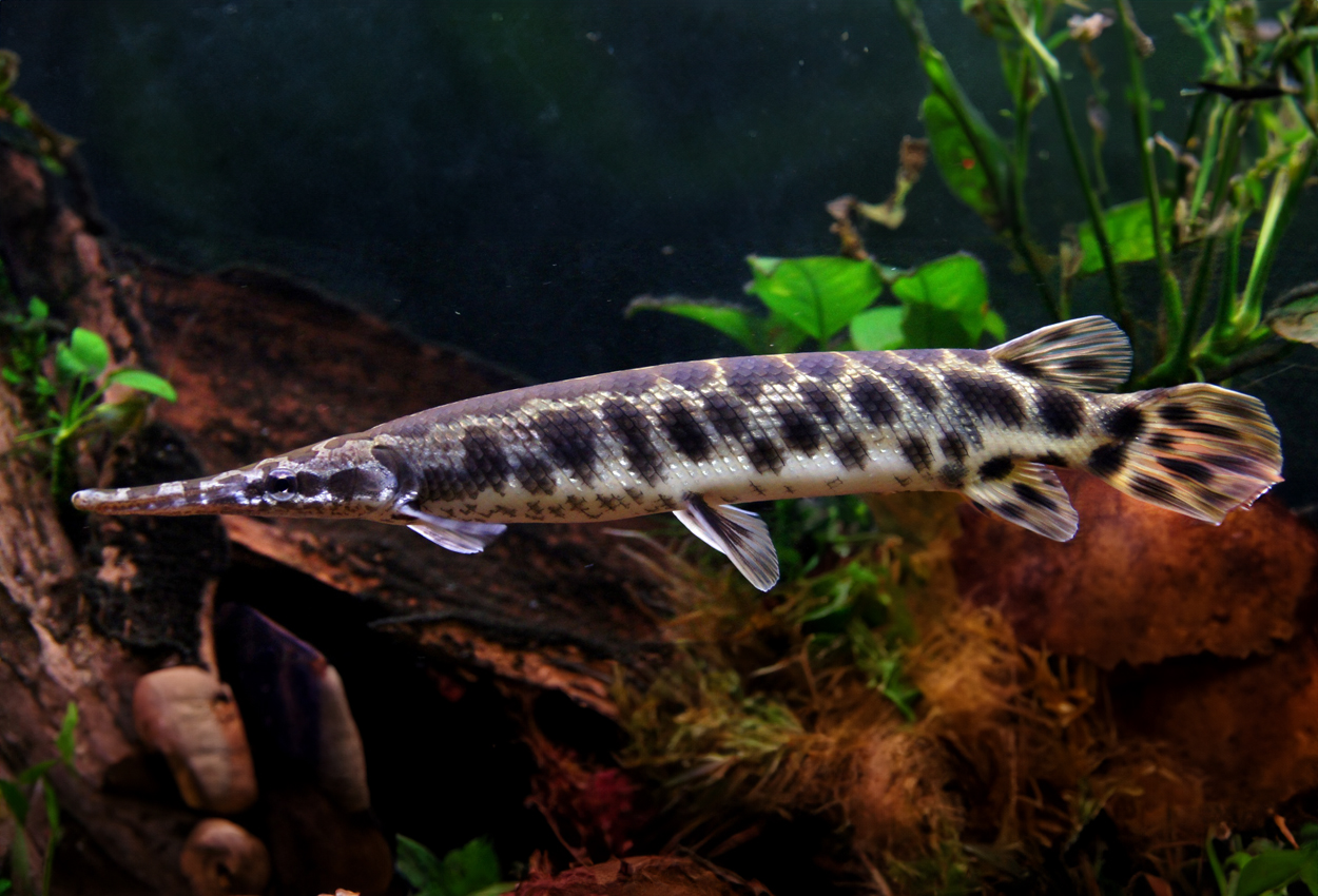 Foto på fisken Lepisosteus platyrhinchus