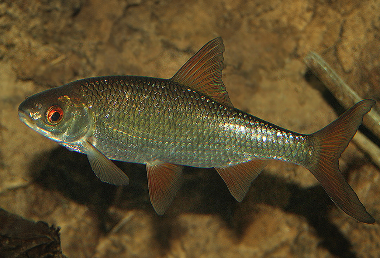 Foto på fisken Rutilus rutilus