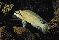 <i>Chalinochromis brichardi</i>, Magara