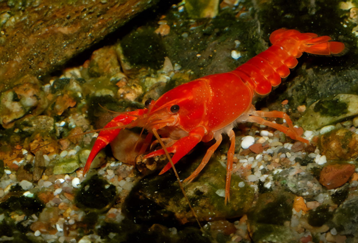 Foto på skaldjuret Procambarus clarkii (orange)