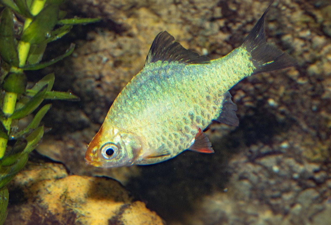 Foto på fisken Puntigrus tetrazona