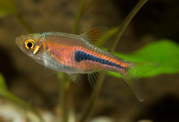 Drottningrasbora