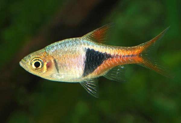 Kilfläcksrasbora