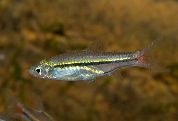 Rödstjärtsrasbora