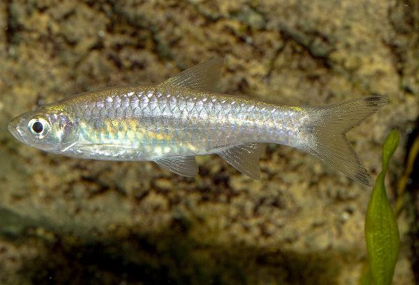 Stor saxfisk