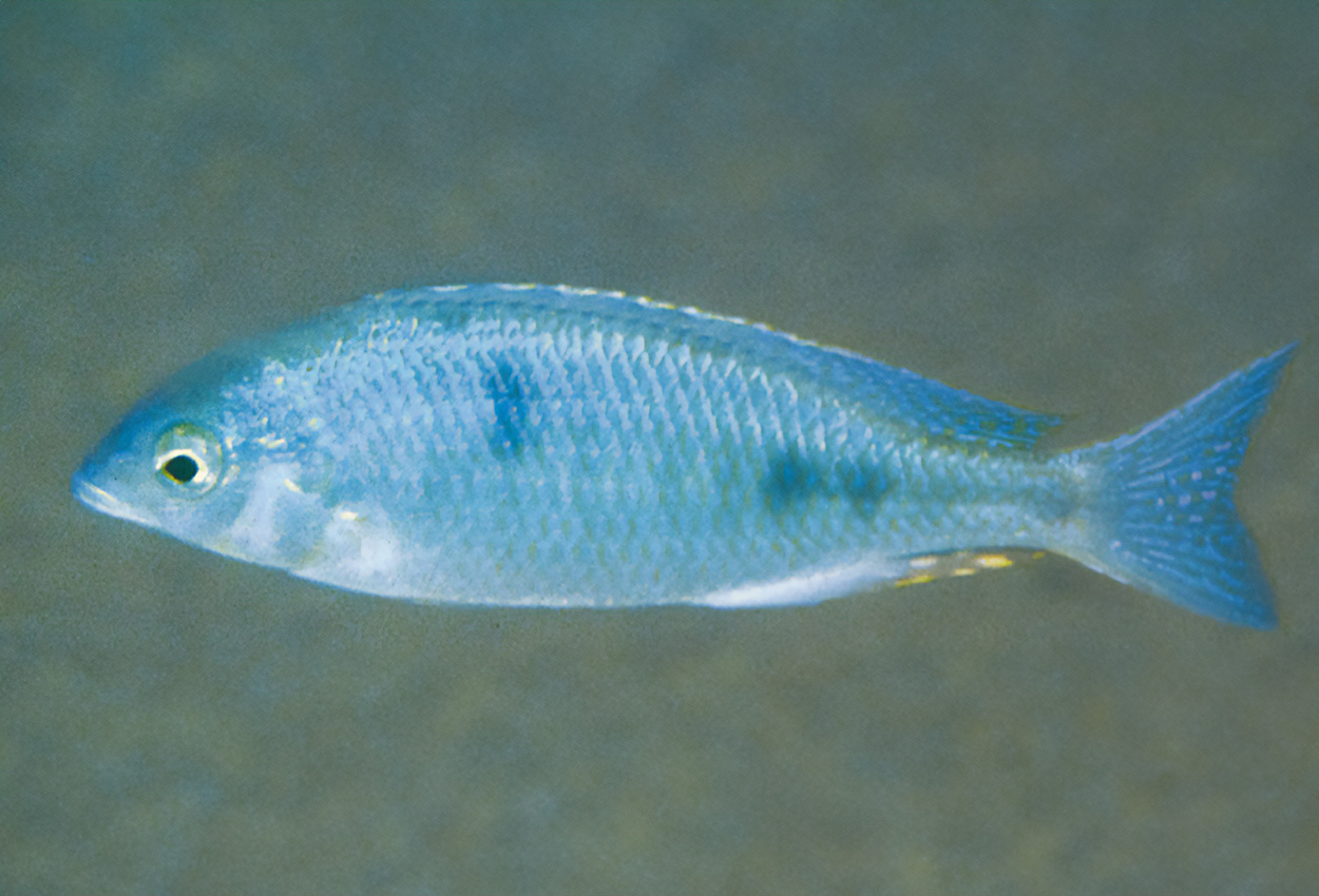 Foto på fisken Otopharynx  decorus, Ntekete 